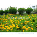 Moonbeam coreopsis/coreopsis tinctoria Seeds For Landscape